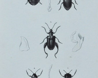 Original Antique Insects Print - Sagra / Alurnus / Eugenysa / Eumolpus / Doryphora - 1849 d'Orbigny Natural History Beetle Coleoptera