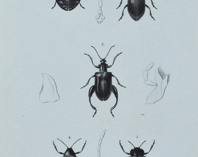 Original Antique Insects Print - Sagra / Alurnus / Eugenysa / Eumolpus / Doryphora - 1849 d'Orbigny Natural History Beetle Coleoptera
