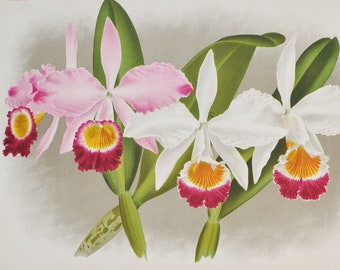 Cattleya eldorado Lindeni / Oweni - Original Large Antique Orchid Print 1880s - orchidaceae,botanical,botany,plant,flower,linden,orchidee