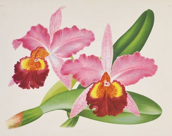Cattleya hardyana laversinensis - Original Large Antique Orchid Print 1880s - orchidaceae,botanical,botany,plant,flower,linden,orchidee