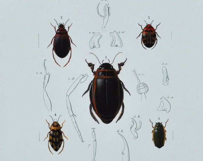 Beetles - Hand-colored Original Antique Insect Print - Orbigny engraving from 1849 (dyticus, hygrobia hyphidrus hydroporus gyrinus paederus)