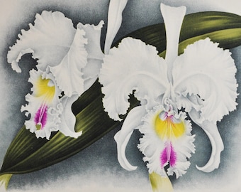 Cattleya Mendeli Princesse Clementine - Original Large Antique Orchid Print 1880s - orchidaceae botanical botany flower linden orchidee