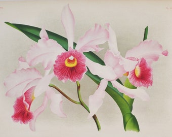 Laeliocattleya arnoldiana - Original Large Antique Orchid Print 1880s - orchidaceae,botanical,botany,plant,flower,linden,orchidee,pink