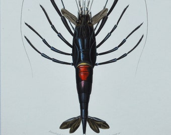 Crimson Crawfish or Crayfish - Hand-colored Original Antique Sea Life Print - Orbigny engraving from 1849 (marine, palemon ornatum, lobster)
