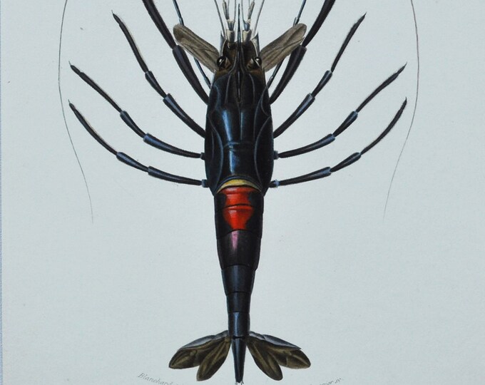 Crimson Crawfish or Crayfish - Hand-colored Original Antique Sea Life Print - Orbigny engraving from 1849 (marine, palemon ornatum, lobster)