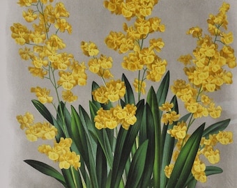 May include: A botanical illustration of a yellow orchid, Oncidium cheirophorum, with green leaves and roots. The illustration is from the book "Lindenia" and is labeled "Pl. CXVI."