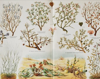 Plants of the Desert - Original Antique Botanical Print - 1916 (Retem, retama raetam, fagonia arabica, calligonum comosum, Capparis decidua)