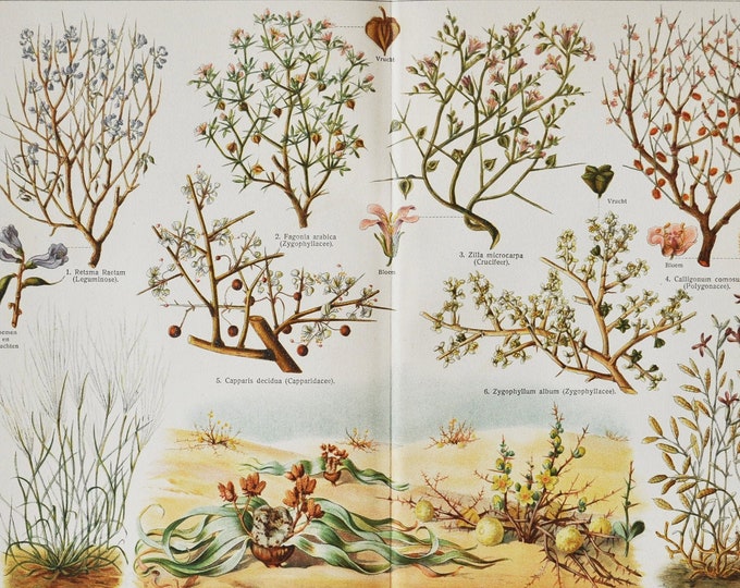 Plants of the Desert - Original Antique Botanical Print - 1916 (Retem, retama raetam, fagonia arabica, calligonum comosum, Capparis decidua)