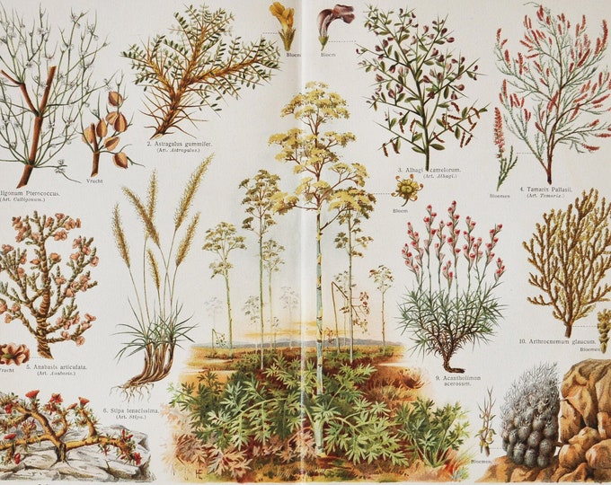Plants of the Plains - Original Antique Botanical Print - 1916 (Astragalus gummifer Anabasis articulata Muskroot Alhagi maurorum camelthorn)