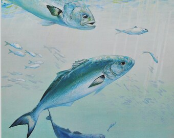 Bluefish - Original Fish Print / Lithograph from the 1970's (sport fishing, fly fishing, boat, wildlife, tackle, pomatomus saltatrix)