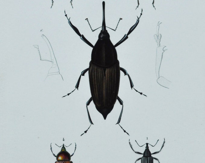 Beetles - Hand-colored Original Antique Insect Print - Orbigny engraving from 1849 (diaprepes, cratosomus, amerhinus, eurhinus, calandra)