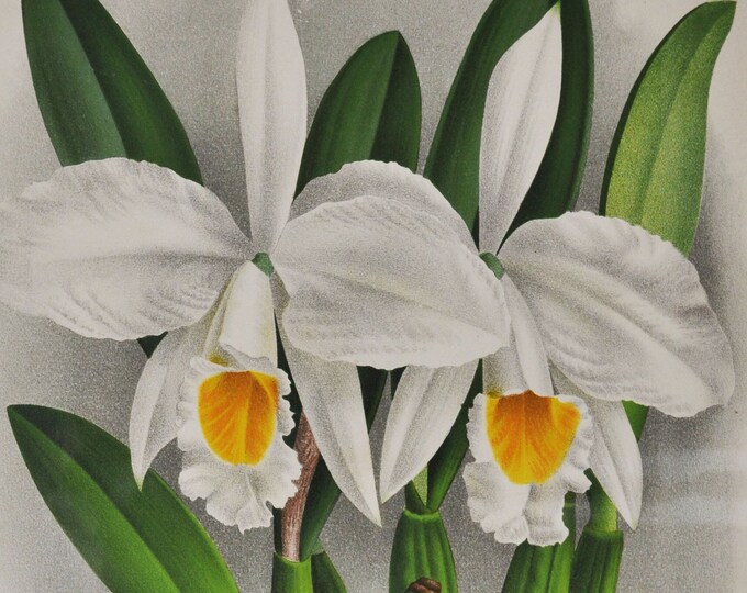 Cattleya Virginalis - Original Large Antique Orchid Print 1880s - orchidaceae botanical plant flower linden lindenia orchidee yellow white