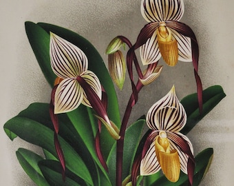 Cypripedium Cannartianum - Original Large Antique Orchid Print 1880s - orchidaceae botanical plant flower linden lindenia orchidee white red