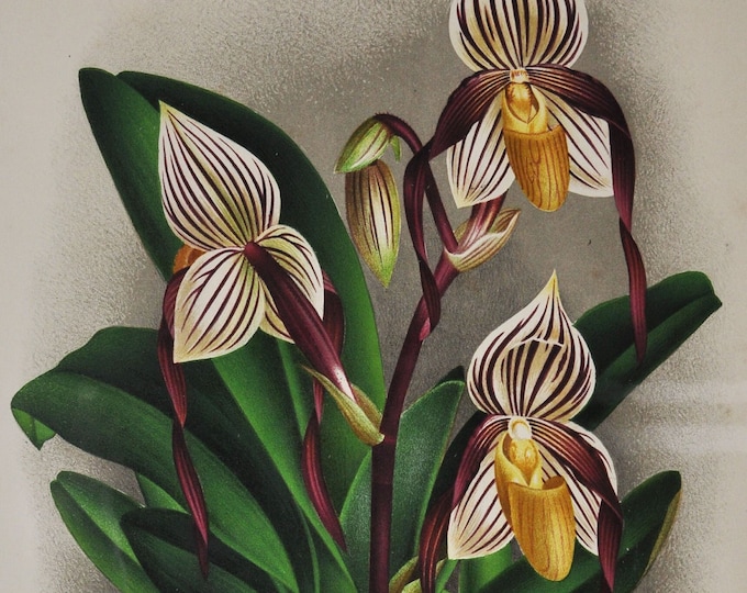 Cypripedium Cannartianum - Original Large Antique Orchid Print 1880s - orchidaceae botanical plant flower linden lindenia orchidee white red
