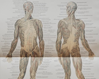 Skeletal Muscles of the Human Body - Original Antique Medical Print - 1906 (Bilateral, head, neck, torso, limbs, anatomy, doctor, hospital)