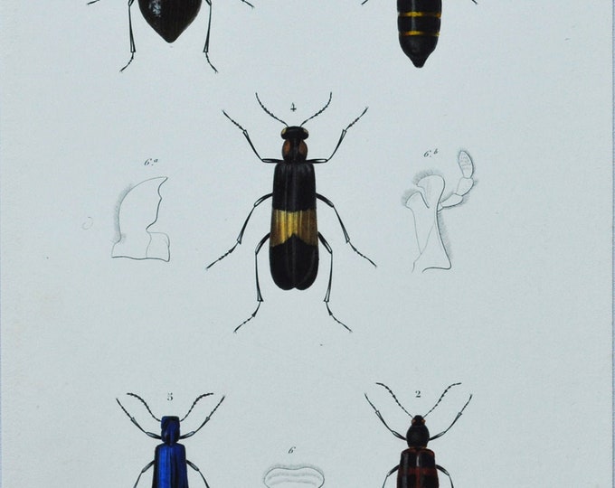 Beetles - Hand-colored Original Antique Insect Print - Orbigny engraving from 1849 (camaria grandis, prostenus, meloe, mylabris lytta gigas)