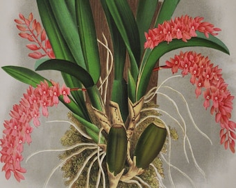 Rodriguezia Bungerothi - Original Large Antique Orchid Print 1880s - orchidaceae botanical plant flower linden lindenia orchidee pink red