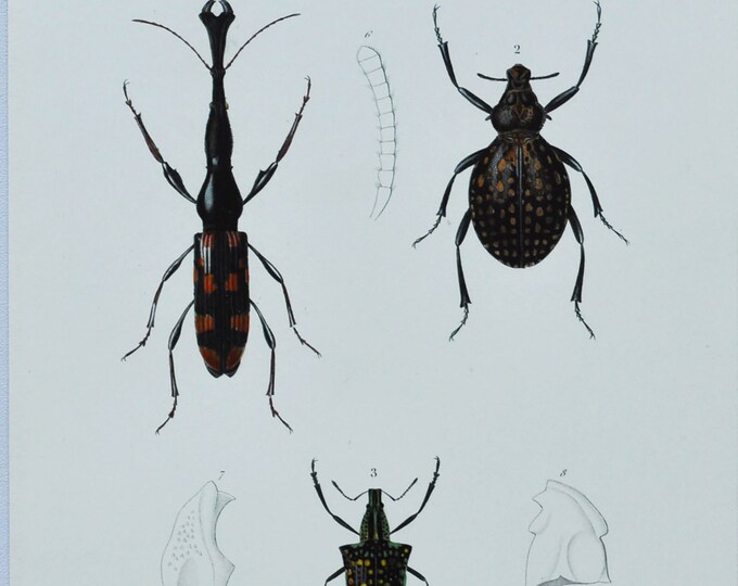 Beetles - Hand-colored Original Antique Insect Print - Orbigny engraving from 1849 (brentus, brachyeerus, entimus, cyphus, pachyrhynchus)