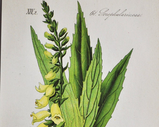 Small Yellow Foxglove Print - Original Antique Botanical Print 1880s - Digitalis lutea (plant flower seed straw toxic poisonous plantain)