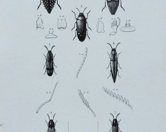 Original Antique Insects Print - Iulodis / Chrysochroa / Stigmodera / Semiotus / Ctenicera / Monocrepidius Phyllocerus 1849 d'Orbigny Beetle