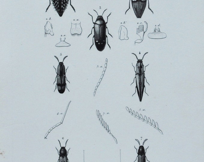 Original Antique Insects Print - Iulodis / Chrysochroa / Stigmodera / Semiotus / Ctenicera / Monocrepidius Phyllocerus 1849 d'Orbigny Beetle