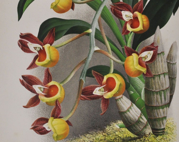 Catasetum Decipiens - Original Large Antique Orchid Print 1880s - orchidaceae botanical plant flower linden lindenia orchidee yellow red