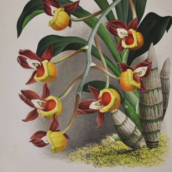 Catasetum Decipiens - Original Large Antique Orchid Print 1880s - orchidaceae botanical plant flower linden lindenia orchidee yellow red
