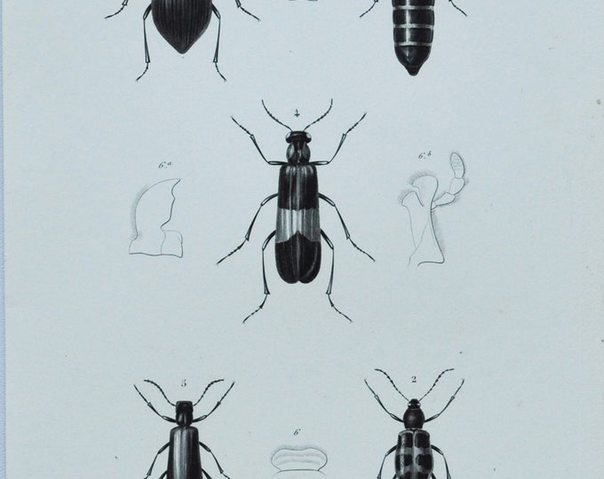 Original Antique Insects Print - Camaria Grandis / Prostenus Rubronotatus / Meloe / Mylabris / Lytta - 1849 d'Orbigny Natural History Beetle