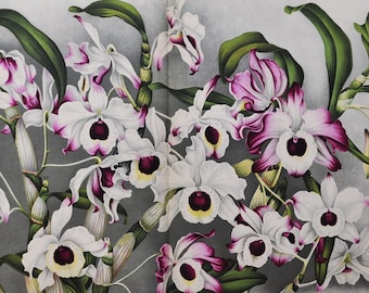 Dendrobium Nobile Varietates - Original Large Antique Orchid Print 1880s - orchidaceae botanical botany plant flower linden orchidee white