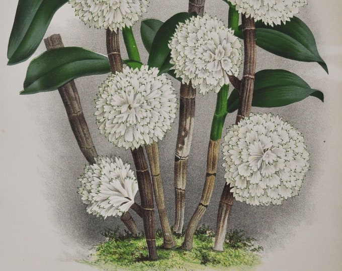 Dendrobium Purpureum Candidulum - Original Large Antique Orchid Print 1880s - orchidaceae botanical plant flower linden lindenia orchidee