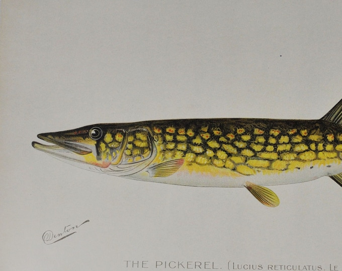The Pickerel - Original Antique Fish Print - Lucius Reticulatus - 1902 Sherman Foote Denton (fly fishing poster plate new york NY rod net)