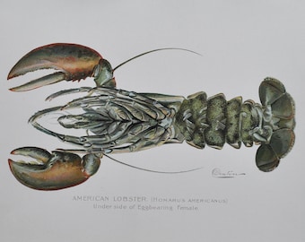 American Lobster Female - Original Antique Fish Print - Homarus Americanus - 1902 Sherman Foote Denton (fly fishing, new york, lure)