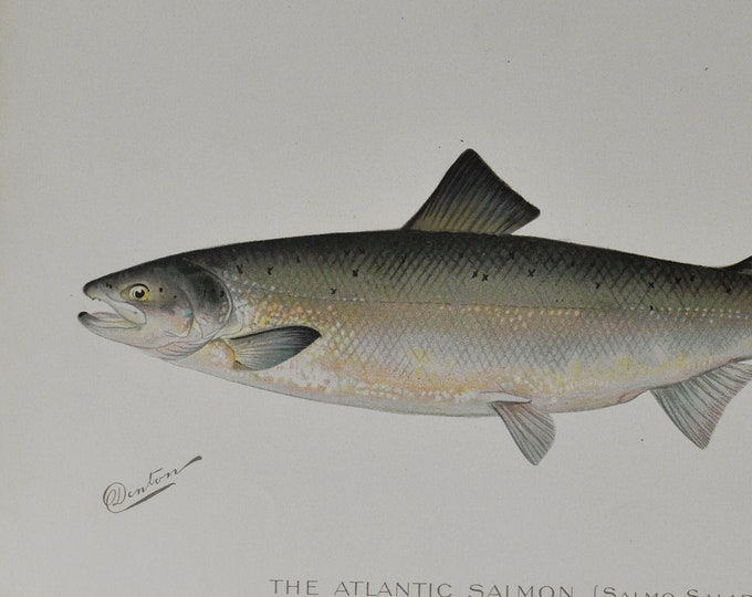 The Atlantic Salmon - Original Antique Fish Print - Salmo Salar -  1902 Sherman Foote Denton Forest Fish and Game Commission New York