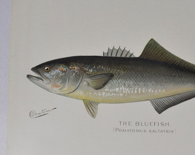 The Bluefish - Original Antique Fish Print - Pamotomus Saltatrix - 1902 Sherman Foote Denton (fly fishing, new york, lure, blue)