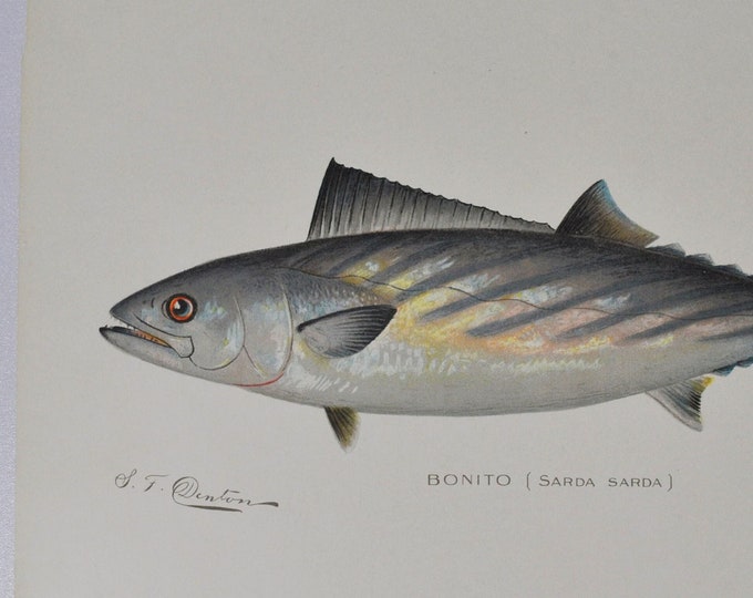 Bonito - Original Antique Fish Print - Sarda Sarda - 1902 Sherman Foote Denton (game, fly fishing, poster, plate, wildlife, new york, lure)