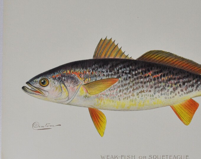 Weak-Fish or Squeteague - Original Antique Fish Print - Cynoscion Regale - 1902 Sherman Foote Denton,fly,fishing,poster,plate,new york,NY
