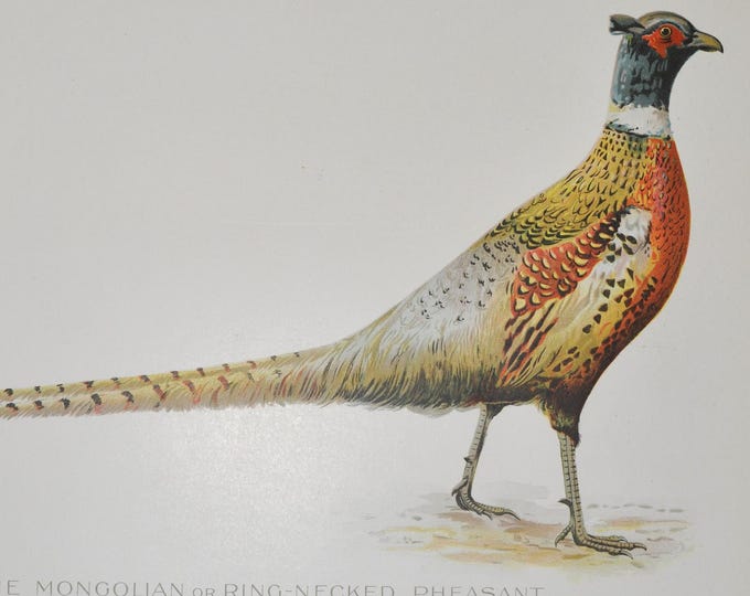 Mongolian Pheasant or Ring-Necked Pheasant - Original Antique Wildlife Print - 1902 Sherman Foote Denton Forest Fish and Game Commission NY