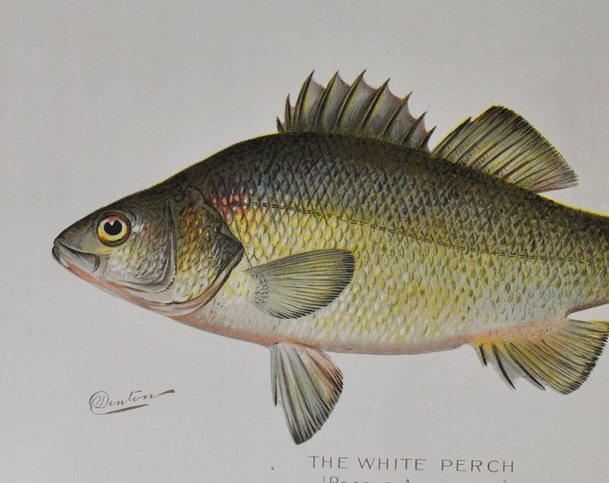 The White Perch - Original Antique Fish Print - Roccus Americanus - 1902 Sherman Foote Denton (game, fly fishing, new york, lure, tackle)