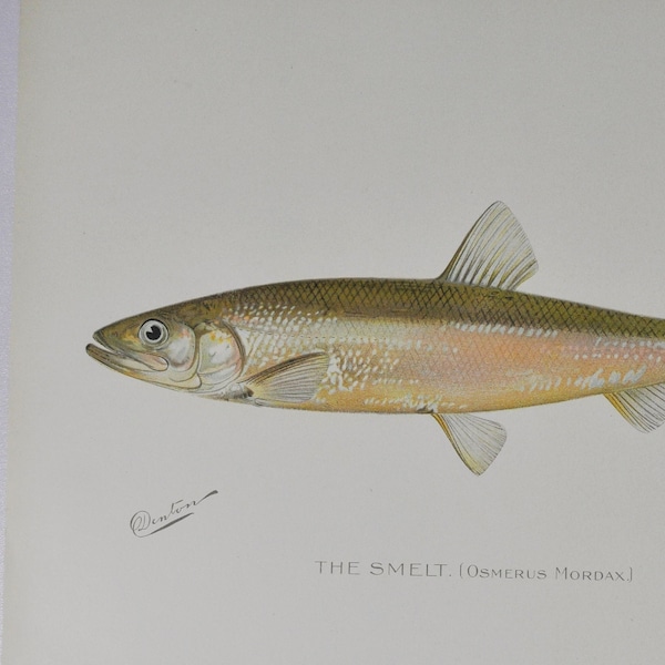 The Smelt - Antiker Fisch Druck - Osmerus MORDAX - 1902 Sherman Foote Denton