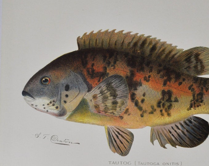 Tautog - Original Antique Fish Print - Tautoga Onitis - 1902 Sherman Foote Denton (fly fishing poster plate new york NY rod net blackfish)