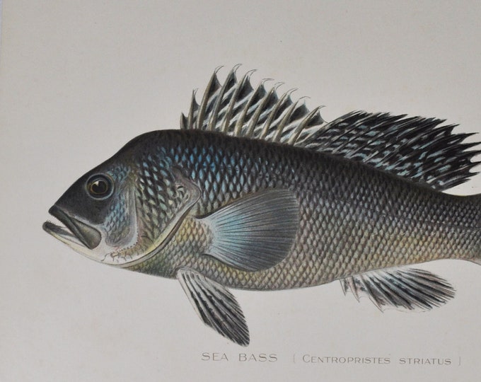 Sea Bass - Original Antique Fish Print - Centropristed Striatus - 1902 Sherman Foote Denton,fly,fishing,poster,plate,new york,NY