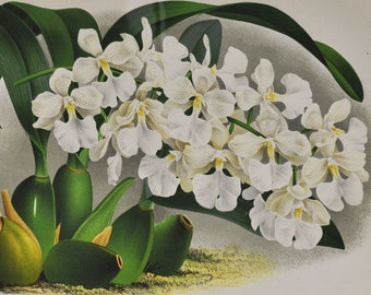 Odontoglossum Cistrosmum Devansayeanum - Original Large Antique Orchid Print 1880s - orchidaceae botanical flower linden lindenia orchidee