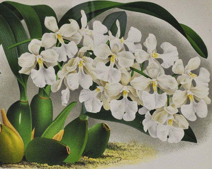 Odontoglossum Cistrosmum Devansayeanum - Original Large Antique Orchid Print 1880s - orchidaceae botanical flower linden lindenia orchidee