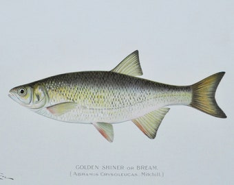 Golden Shiner / Bream - Original Antique Fish Print -Abramis Crysoleucas Mitchill  1902 Sherman Foote Denton Forest Fish and Game Commission