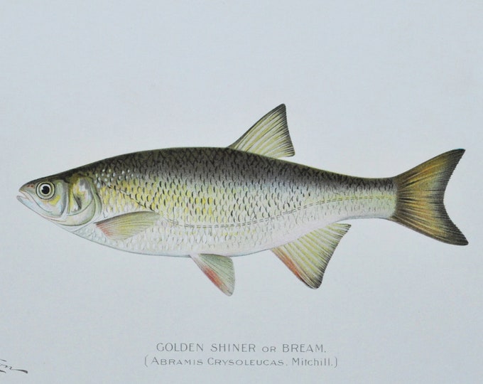 Golden Shiner / Bream - Original Antique Fish Print -Abramis Crysoleucas Mitchill  1902 Sherman Foote Denton Forest Fish and Game Commission