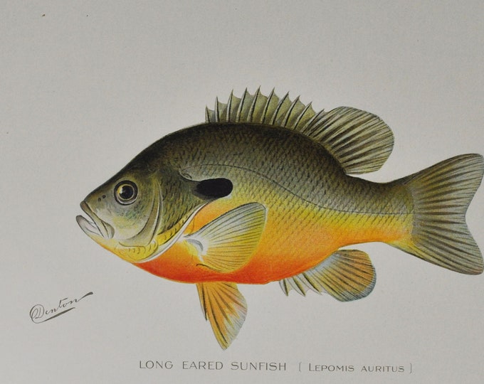 Long Eared Sunfish - Original Antique Fish Print - Lepomis Auritus - 1902 Sherman Foote Denton (fly fishing new york lure rod freshwater)