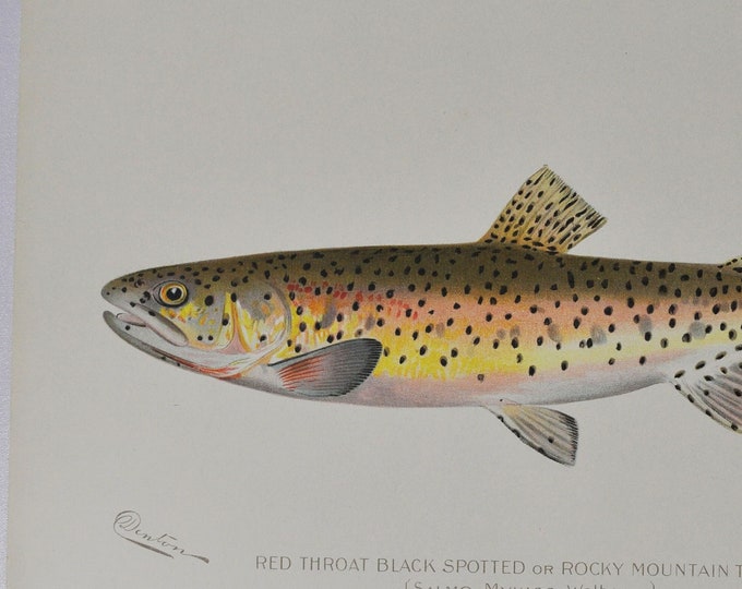Rocky Mountain Trout, Red Throat Black Spotted Original Antique Fish Print Salmo 1902 Sherman Foote Denton (fly fishing poster plate NY)