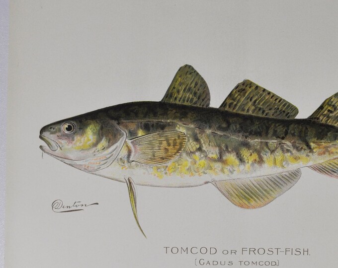Tomcod or Frost-Fish - Original Antique Fish Print - Gadus Tomcod -  1902 Sherman Foote Denton Forest Fish and Game Commission