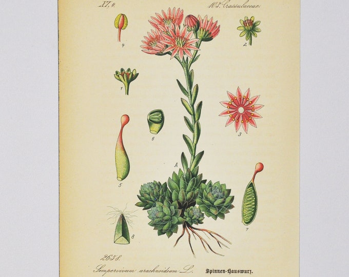 1869 Canna Lily Jasmine Water Starwort Horsetail Salicornia Vintage Aquatic Plants Antique Botanical Chart Print Authentic Framable Art Prints Art Collectibles Vadel Com