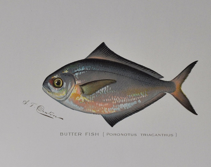 Butter Fish - Original Antique Fish Print - Poronotus Triacanthus - 1902 Sherman Foote Denton,fly,fishing,poster,plate,new york,NY